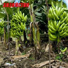 Почему у нас не растут бананы | Газета Хозяйство | Дзен