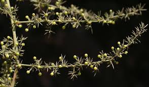 Asparagus acutifolius L. | Flora of Israel Online