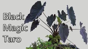 The elephant ear plant has a long and storied history and is a great garden addition. Season 4 Pond Tub Standout Plant Youtube