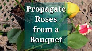 propagate roses from a bouquet you