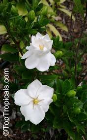 Gardenia X Duruma White Gem Ons