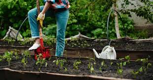 Good Soil For Your Vegetable Garden