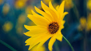 yellow flowers wallpapers and