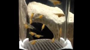 African Cichlid Fry Growth 15 20 Days