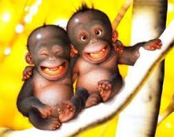 funny monkey free images at clker com