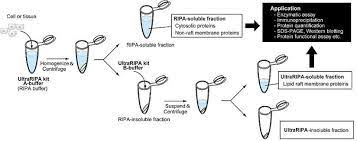 ultraripa kit for lipid raft