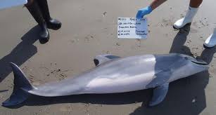 Gulf Oil Spill Still Poisoning Dolphins To Crickets