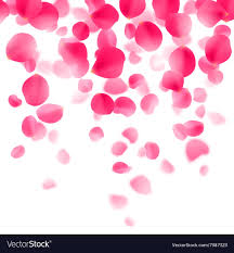 red rose petals background royalty free