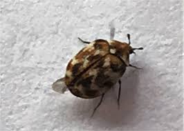how to get rid of carpet beetle and