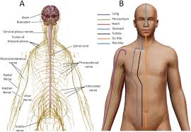Acupuncture Points And Their Relationship With