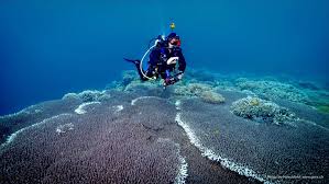 scuba diving philippines sea