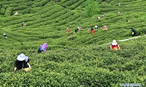 local farmers harvest tea leaves as