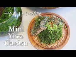 How To Mini Moss Garden Closed Moss