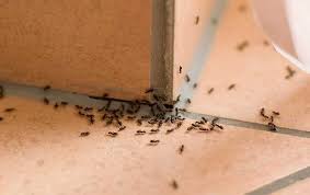 Tips To Keep Ants Out Of Your Owensboro
