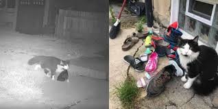 Cat steals this poor puppy's bed. Cat Steals Shoes From All Around His Neighborhood The Dodo