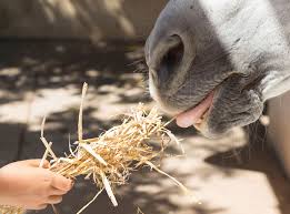 straw can be fed to horses