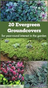 6 inches to 4 feet tall; Evergreen Groundcover Plants 20 Choices For Year Round Interest