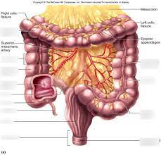 ch 15 large intestine diagram diagram