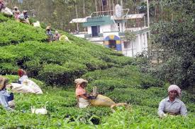 insect force small tea growers
