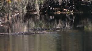 alligators swim in okefenokee sw