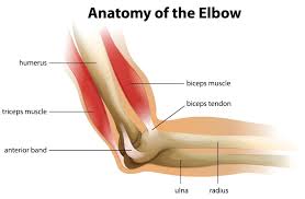 elbow pain when lifting weights
