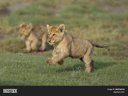 Cute Lion Cub Running Image Photo (Free Trial) Bigstock, 49% OFF