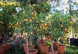 Fruit Tree Buyers Tips How To Choose