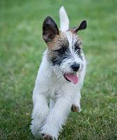 The jack russell terrier comes in three different coat types: Jack Russell Terrier Wikipedia