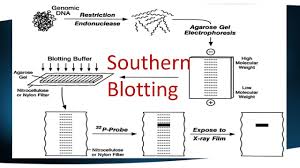 Southern Blotting Mybiosource Learning Center