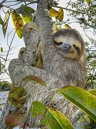 Sloth Wikipedia