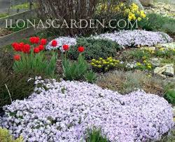 phlox subulata planting hints