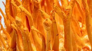 Cordyceps Mushroom Pure Culture Supplier Company in Philippines