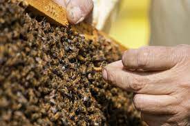 honey bee colonies in florida