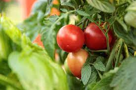 Growing Tomatoes How To Plant Care