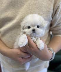 teacup maltese the truth about this