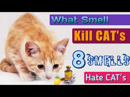 cat smell using baking soda