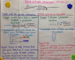 Mrs Paul Biology Dna Rna Structure Glad Anchor Charts