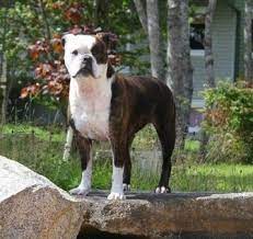 Valley bulldog dog breed information and pictures. Valley Bulldog Dog Breed Information And Pictures