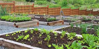 grow a vegetable garden yard