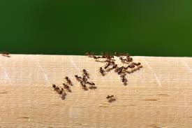 ants from your home using natural remes