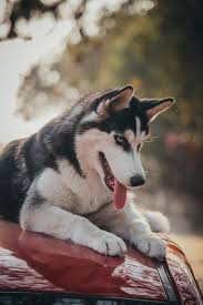 This application is a live this application is a live wallpaper or screensaver of cute husky wallpaper set the app as live wallpaper to decorate your phone downloads cute husky wallpaper from our store page. Husky Dog Pet Protruding Tongue Cute Hd Mobile Wallpaper Peakpx