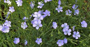 How To Grow Flax For Flowers Seeds