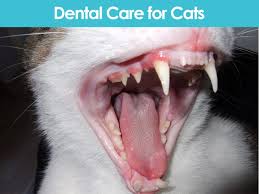 proper dental care for cats allivet