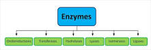 Image result for Enzymology