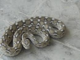viper snake echis carinatus