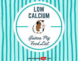 Low Calcium Guinea Pig Food List 13 Low Calcium Foods