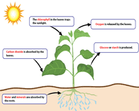 Photosynthesis Worksheets
