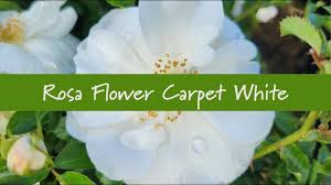 rosa flower carpet white white flower