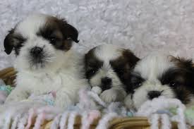 She is very tiny so must go to an indoor home only! Shih Tzu Puppies For Sale Oklahoma City Ok 246271