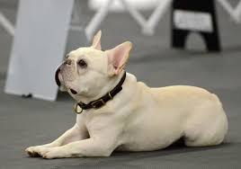The french bulldog breed has become more and more popular. The 20 Most Expensive Dogs In The World Updated 2020 Wealthy Gorilla